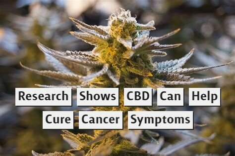 Research Shows CBD Can Help Cure Cancer Symptoms