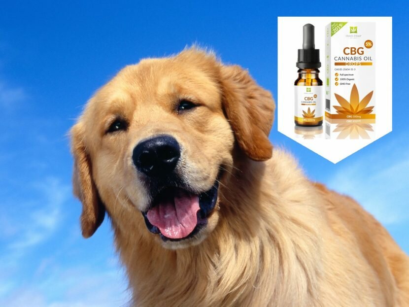 How to choose CBD for Pets